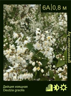 Изображение: дейция изящная (deutzia gracilis)