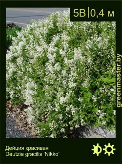 Изображение: дейция изящная (deutzia gracilis) 'nikko'