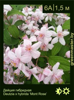 Изображение: дейция гибридная (deutzia × hybrida) 'mont rose'