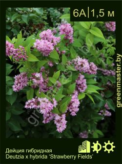 Изображение: дейция гибридная (deutzia × hybrida) 'strawberry fields'