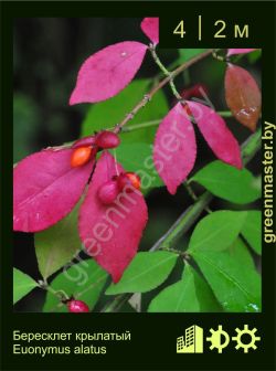 Изображение: бересклет крылатый (euonymus alatus)