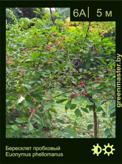 Изображение: бересклет пробковый (euonymus phellomanus)