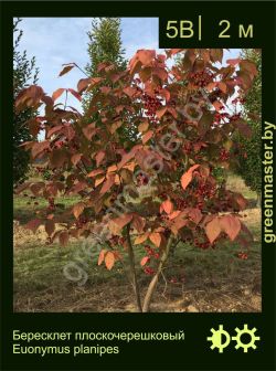 Изображение: бересклет плоскочерешковый (euonymus planipes)