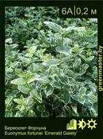 Изображение: бересклет Форчуна (euonymus fortunei) 'emerald gaiety'