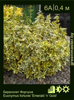 Изображение: бересклет Форчуна (euonymus fortunei) 'emerald 'n' gold'