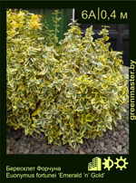 Изображение: бересклет Форчуна (euonymus fortunei) 'emerald 'n' gold'