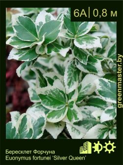 Изображение: бересклет Форчуна (euonymus fortunei) 'silver queen'