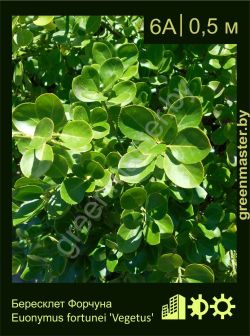 Изображение: бересклет Форчуна (euonymus fortunei) 'vegetus'