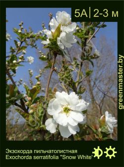 Изображение: экзохорда пильчатолистная (exochorda serratifolia) 'snow white'