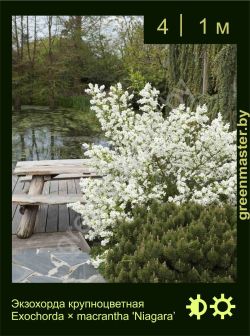 Изображение: экзохорда крупноцветная (exochorda × macrantha) 'niagara'