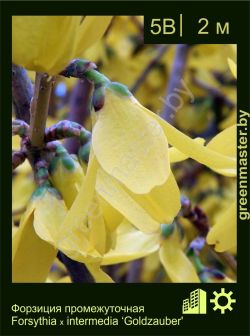 Изображение: форзиция средняя (forsythia × intermedia) 'goldzauber'