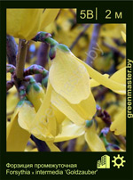 Изображение: форзиция средняя (forsythia intermedia) 'goldzauber'