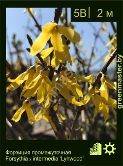 Изображение: форзиция средняя (forsythia × intermedia) 'lynwood'