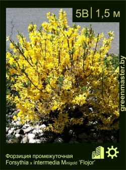 Изображение: форзиция средняя (forsythia × intermedia) 'flojor'