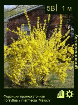 Изображение: форзиция средняя (forsythia × intermedia) 'maluch'