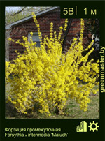 Изображение: форзиция средняя (forsythia intermedia) 'maluch'