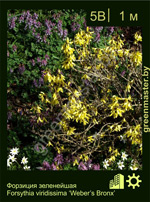 Изображение: форзиция зеленейшая (forsythia viridissima) 'weber's bronx'