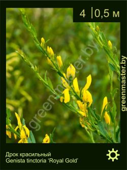 Изображение: дрок красильный (genista tinctoria) 'royal gold'