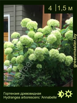 Изображение: гортензия древовидная (hydrangea arborescens) 'annabelle'