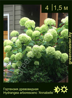 Изображение: гортензия древовидная (hydrangea arborescens) 'annabelle'