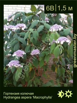 Изображение: гортензия колючая (hydrangea aspera) 'macrophylla'