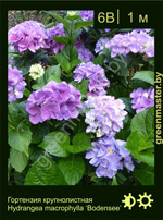 Изображение: гортензия крупнолистная (hydrangea macrophylla) 'bodensee'