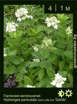 Изображение: гортензия метельчатая (hydrangea paniculata) 'dart's little dot darido'