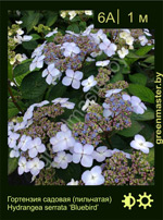 Изображение: гортензия пильчатая (hydrangea serrata) 'bluebird'