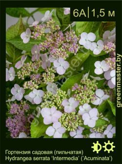 Изображение: гортензия пильчатая (hydrangea serrata) 'intermedia'