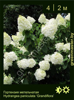 Изображение: гортензия метельчатая (hydrangea paniculata) 'grandiflora'