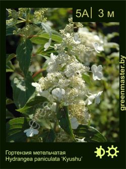 Изображение: гортензия метельчатая (hydrangea paniculata) 'kyushu'