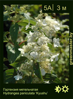 Изображение: гортензия метельчатая (hydrangea paniculata) 'kyushu'