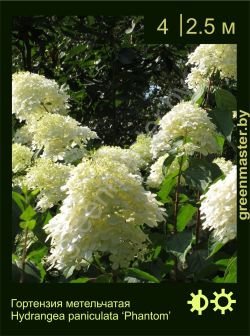 Изображение: гортензия метельчатая (hydrangea paniculata) 'phantom'