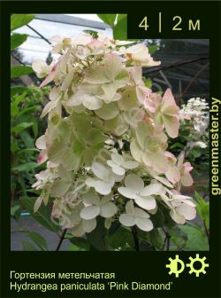 Изображение: гортензия метельчатая (hydrangea paniculata) 'pink diamond'