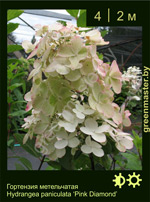 Изображение: гортензия метельчатая (hydrangea paniculata) 'pink diamond'