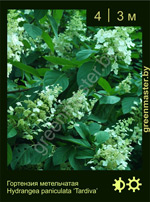 Изображение: гортензия метельчатая (hydrangea paniculata) 'tardiva'