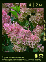 Изображение: гортензия метельчатая (hydrangea paniculata) 'renhy'