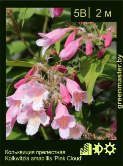 Изображение: кольквиция приятная (kolkwitzia amabilis) 'pink cloud'