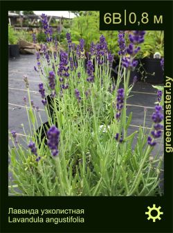 Изображение: лаванда узколистная (lavandula angustifolia)