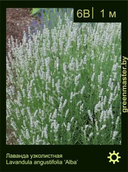 Изображение: лаванда узколистная (lavandula angustifolia) 'alba'