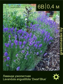 Изображение: лаванда узколистная (lavandula angustifolia) 'dwarf blue'