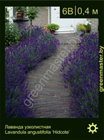 Изображение: лаванда узколистная (lavandula angustifolia) 'hidcote'