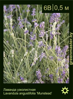 Изображение: лаванда узколистная (lavandula angustifolia) 'munstead'