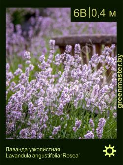 Изображение: лаванда узколистная (lavandula angustifolia) 'rosea'