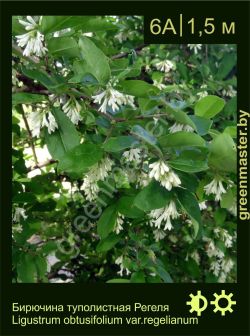 Изображение: бирючина туполистная (ligustrum obtusifolium) 'var.regelianum'