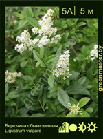 Изображение: бирючина обыкновенная (ligustrum vulgare)