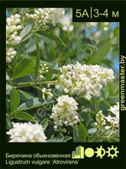 Изображение: бирючина обыкновенная (ligustrum vulgare) 'atrovirens'