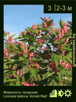 Изображение: жимолость татарская (lonicera tatarica) 'arnold red'