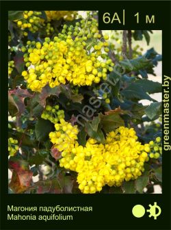 Изображение: магония падуболистная (mahonia aquifolium)