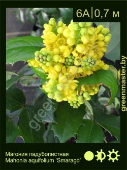 Изображение: магония падуболистная (mahonia aquifolium) 'smaragd'